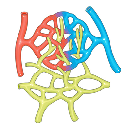 Microcirculation